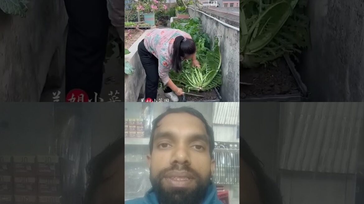 Vegetable Harvesting #gardening #garden #mustardfield #plants #vegetables#collab#Ritunkakheti