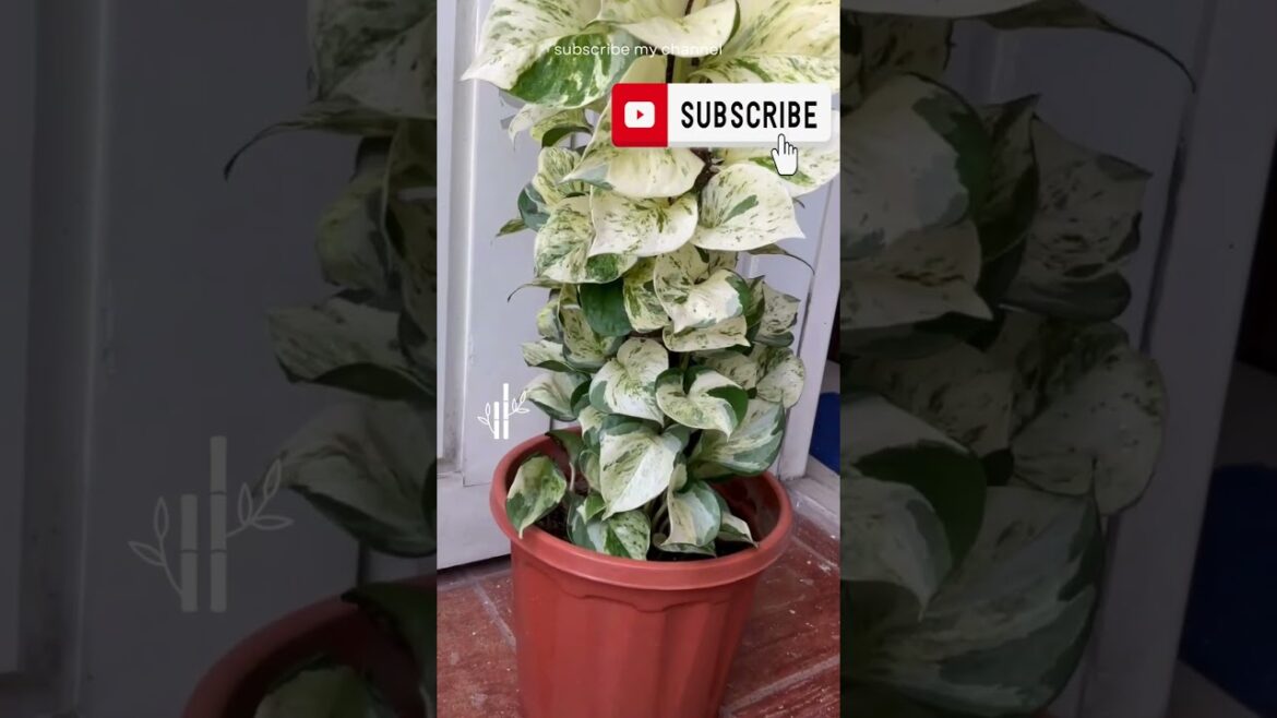 Plants Ideas #viralshorts #shortfeed #diy