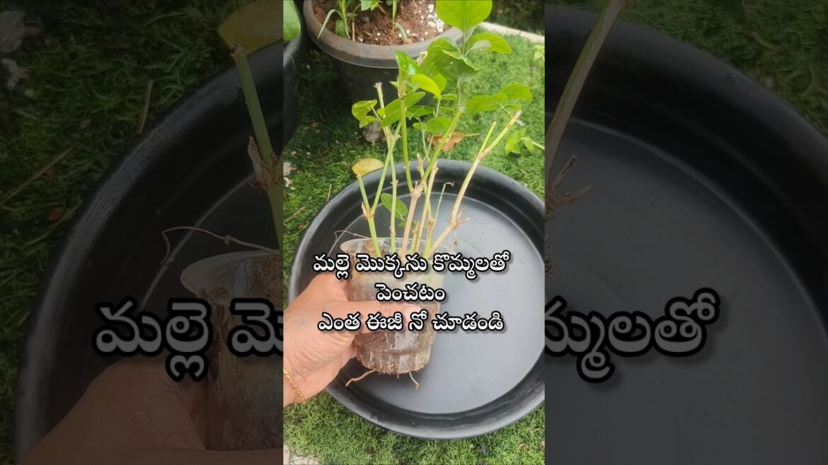 Easy to grow Jasmine plant from cuttings #youtubeshorts #shortsyoutube #jasmineplant