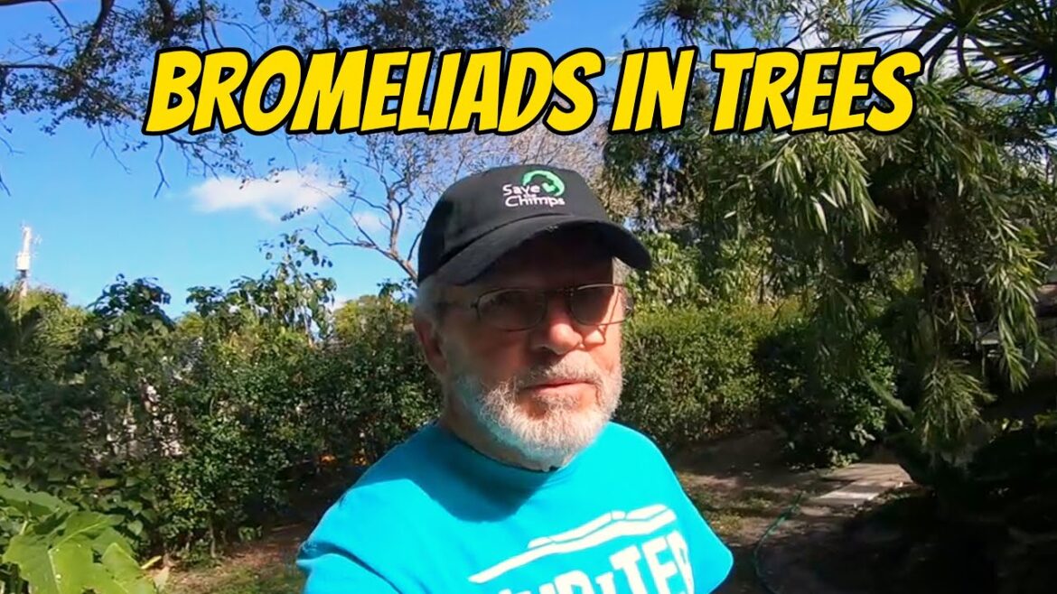 BROMELIADS IN TREES | SAVING THEM FROM THE LANDFILL