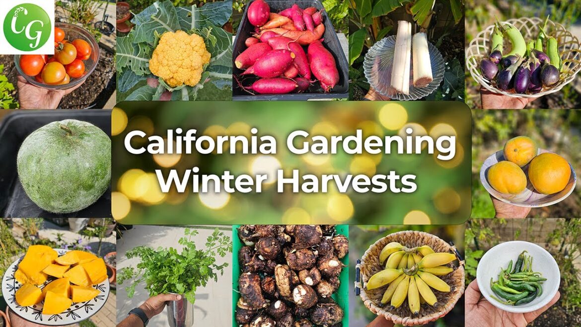 California Gardening: Winter Harvest & Mars Hydro FCE-1500 Grow Tent Review + Essential Garden Tips! Winter Harvest & Mars Hydro FCE-1500 Grow Tent Review + Essential Garden Tips!