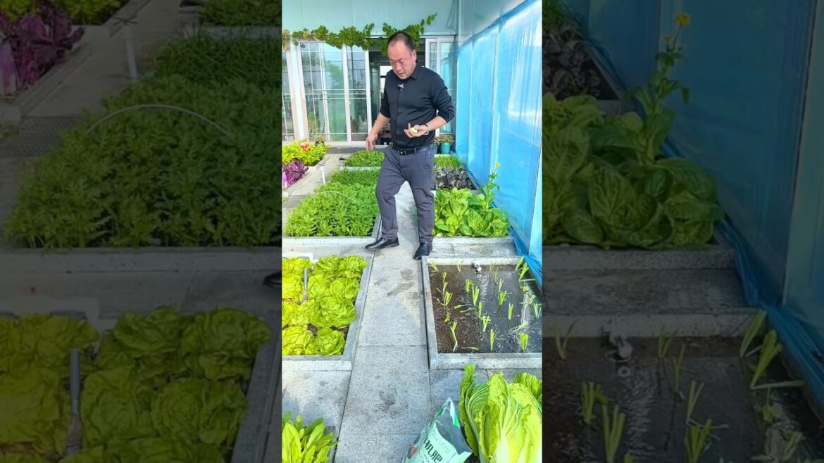 I picked different kinds of vegetables from the garden #shots #youtubeshorts