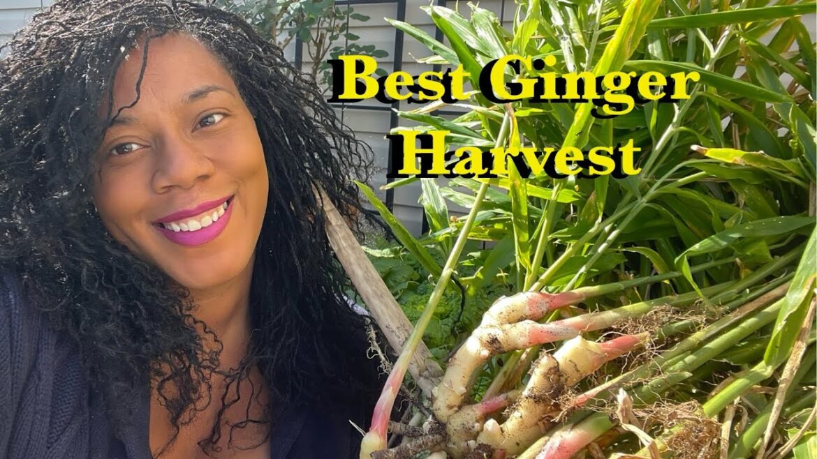 Harvesting Fresh Ginger from My Backyard Garden | A Step-by-Step Guide #garden Harvesting Fresh Ginger from My Backyard Garden | A Step-by-Step Guide #garden