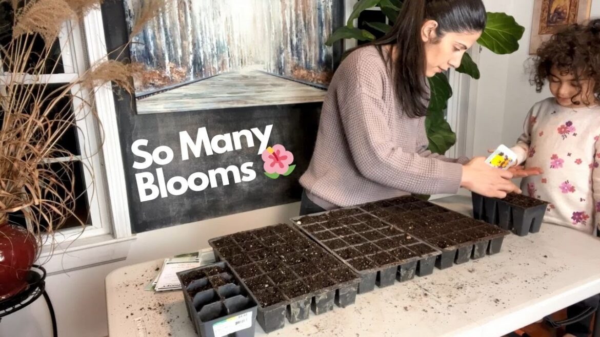 Seed Starting Marathon - Lady's Mantle, Pansies, Violas, And More!🌺🌷  || Garden Vlog