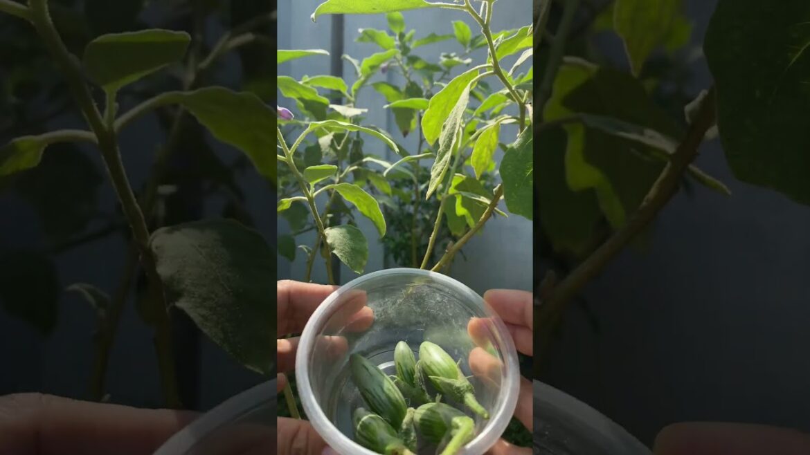 Daily life gardener by meimei / tips for growing/ enjoy with organic vegetable #shorts #gardening Daily life gardener by meimei / tips for growing/ enjoy with organic vegetable #shorts #gardening