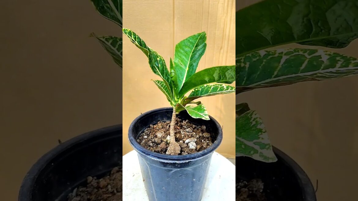 Tips For Crotons Plant | How To Care Cortons Plant #shortvideos #garden #shorts #gardening #garden