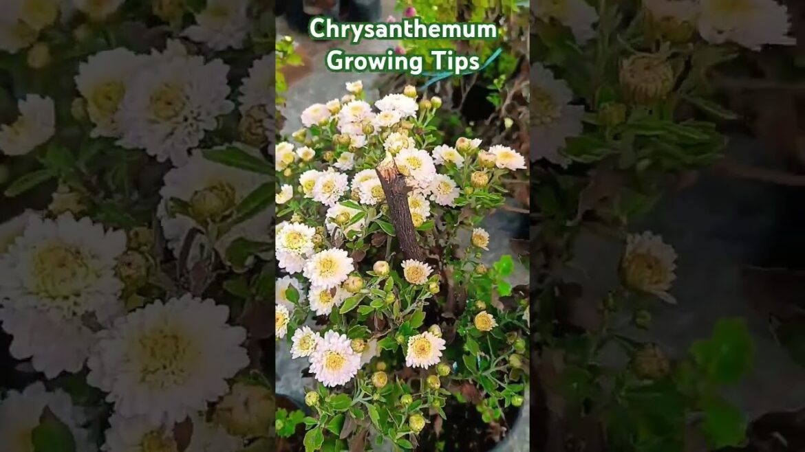 Chrysanthemum Growing Tips #crysanthemum #guldaudi #plants #shorts #gardening #gardeningtips