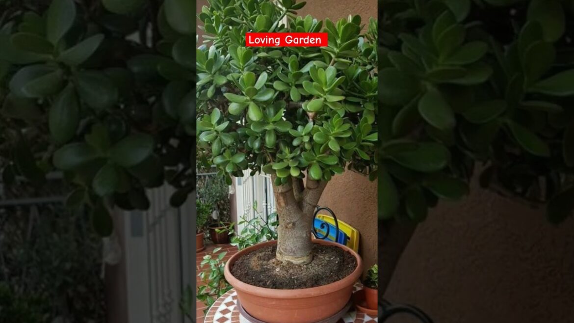 Online Gardening Tools Shopping Haul ❤️#trending #gardeningvideos #loving_garden #viralvideo #shorts