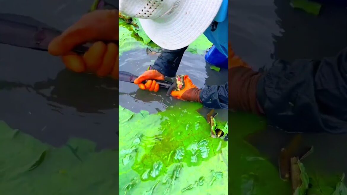 Harvest Gorgon# #agreculture #farming #vegetable #agrculture #gardening #vegetablegarden #satisfying