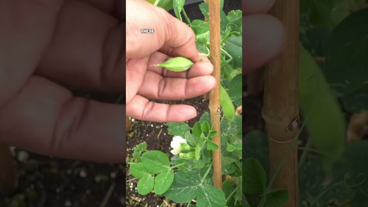 California Gardening: Winter Veggie Garden: Romeo Carrots, Purple Kohlrabi & Shelling Peas! Winter Veggie Garden: Romeo Carrots, Purple Kohlrabi & Shelling Peas!