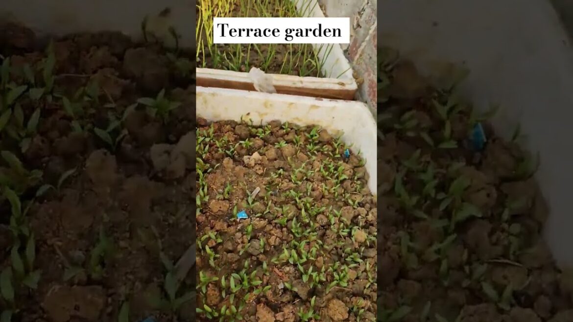 Terrace Garden Trends: What’s HOT in 2024 Terrace Garden Trends: What's HOT in 2024