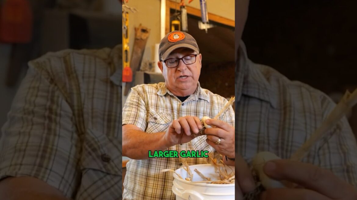 Grow the BIGGEST garlic! #garlic #gardening #howto #gardeningtips Grow the BIGGEST garlic! #garlic #gardening #howto #gardeningtips