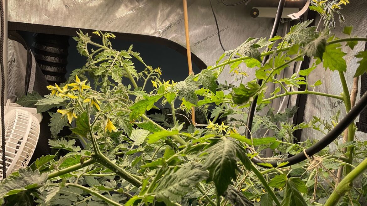 Day Long Samples Sesh (Fresh Harvest) // A Rock Show Story // #localweedia (Caution/Smoke) Day Long Samples Sesh (Fresh Harvest) // A Rock Show Story // #localweedia (Caution/Smoke)