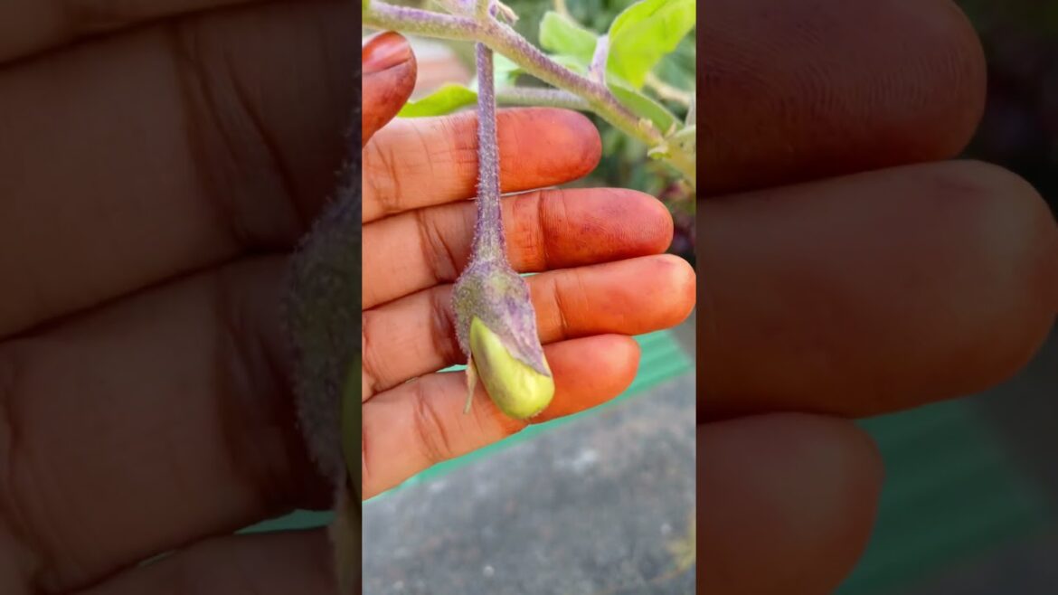 Baigan ka phool 💖 #garderningtips #gardenplants #plants #shorts #fyp #trending #gardentips