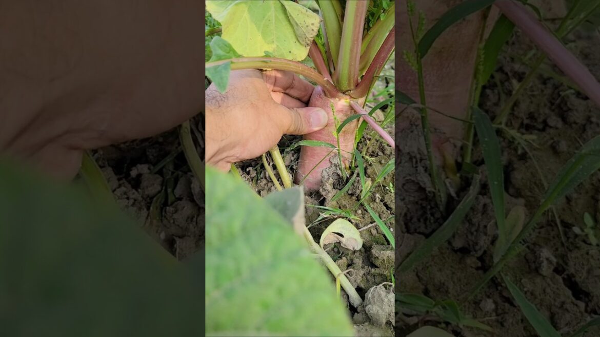 The process of pulling giant radish #shorts #foodlover #garden #farming #gardeningtips #freshfruits The process of pulling giant radish #shorts #foodlover #garden #farming #gardeningtips #freshfruits