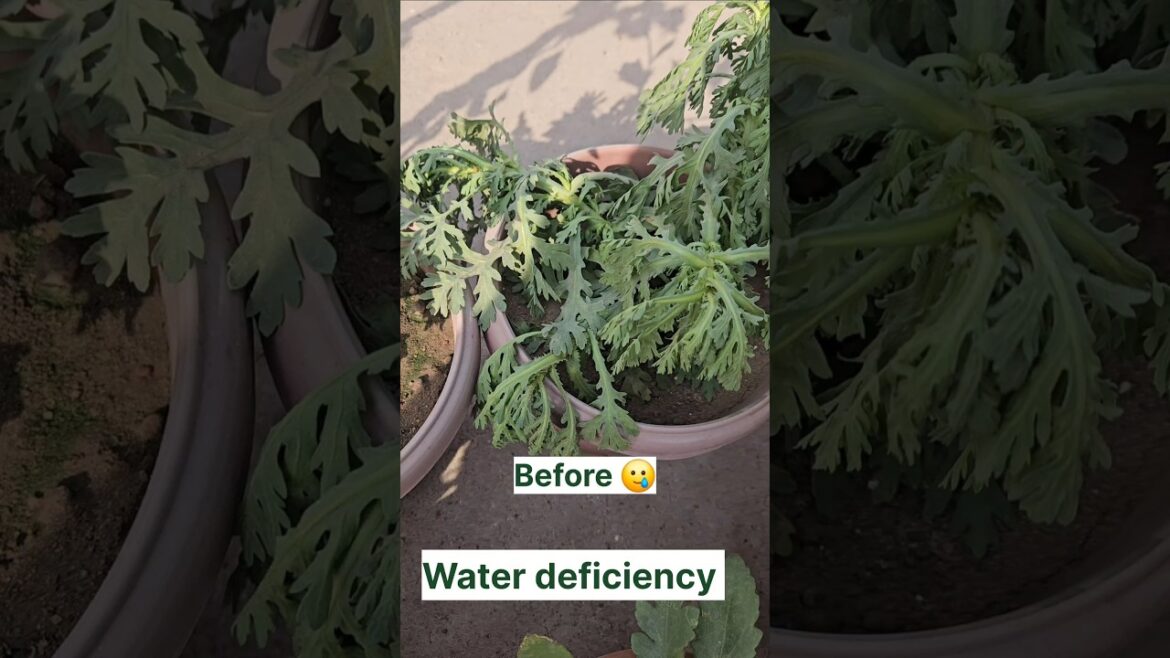 Home garden #homegarden #flawor #plants #farming #gardening #village #sorts #viralvideo Home garden #homegarden #flawor #plants #farming #gardening #village #sorts #viralvideo