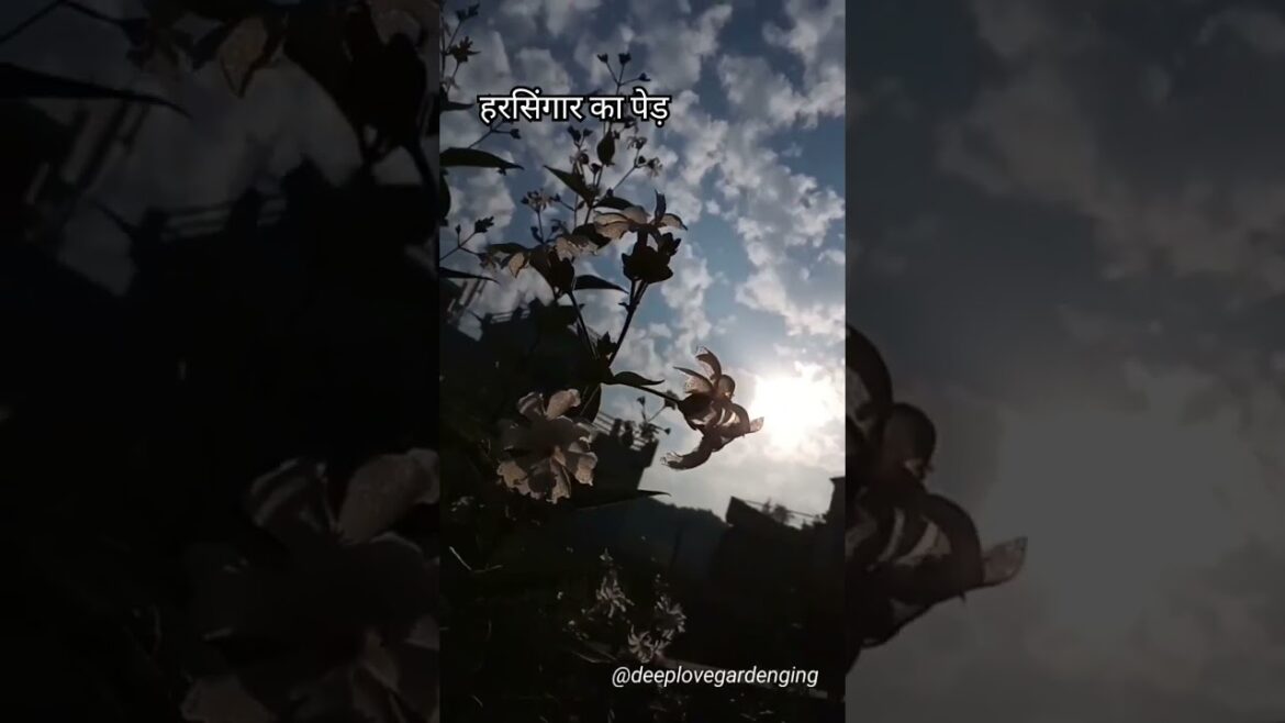 Importance of harsringar plant #shorts #trending #shortsfeed #garden Importance of harsringar plant #shorts #trending #shortsfeed #garden