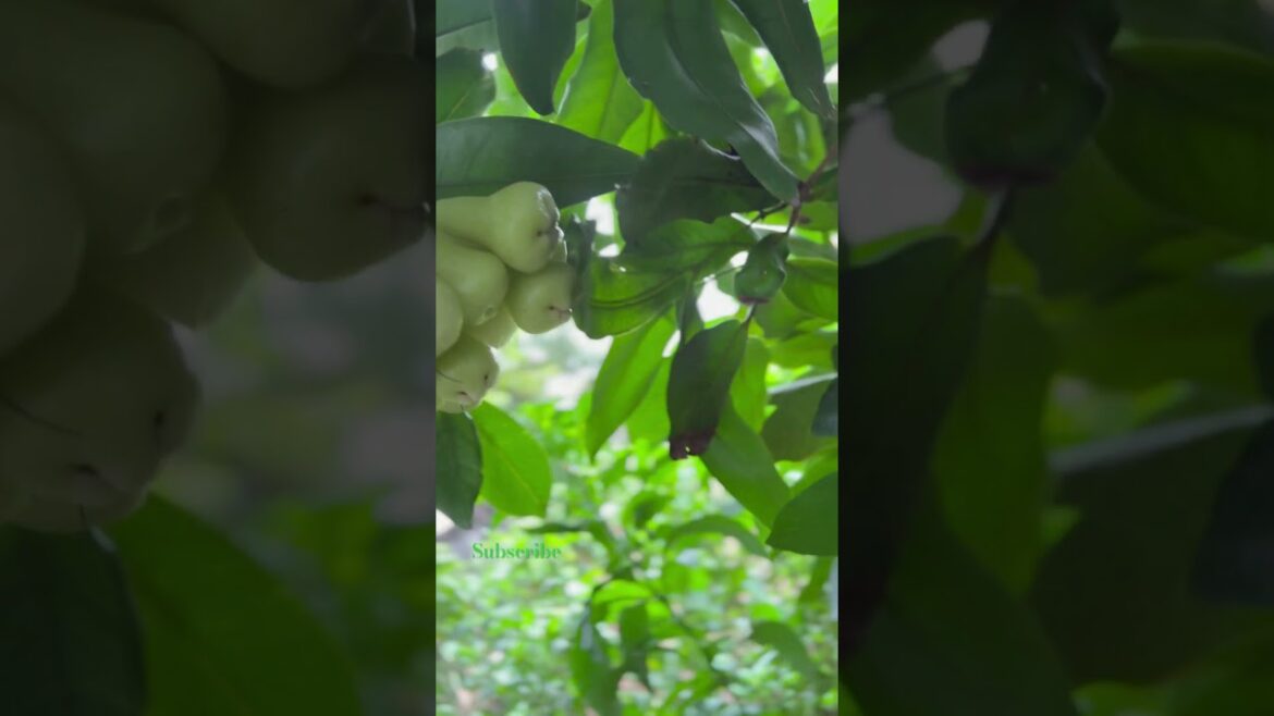 Fruit plant in our garden #nature #farming #gardening #shorts #youtubeshorts #vegetablegardening