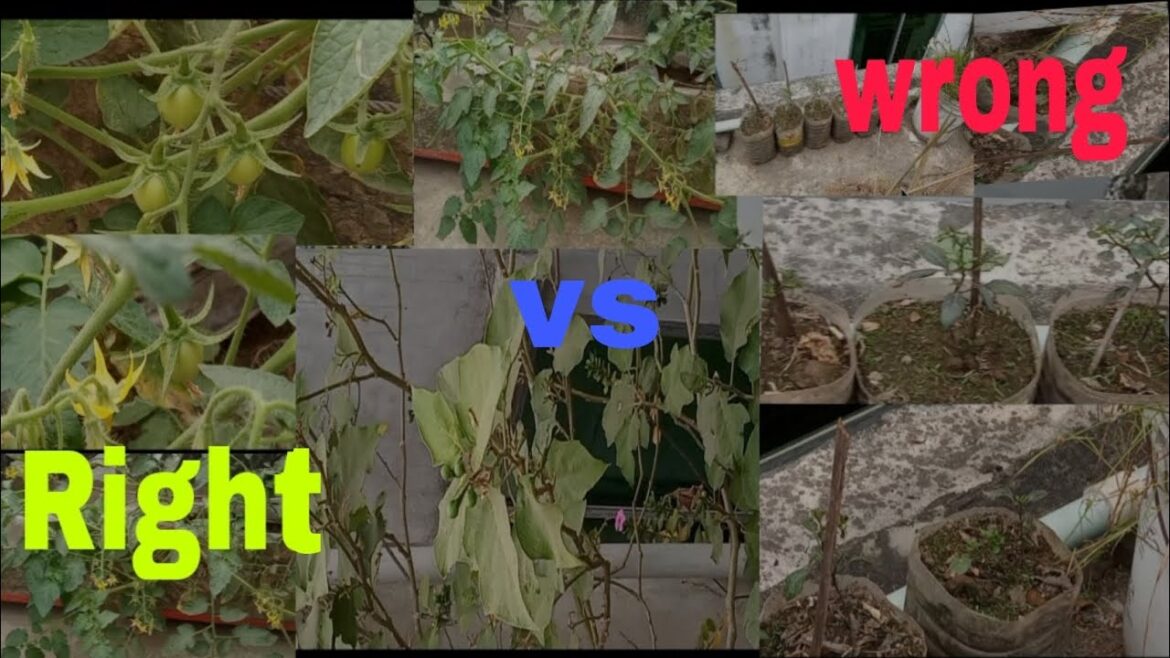 My Rooftop Garden: Eggplant Seedlings, Chili Peppers & Date Palm#shorts Seedlings!”#gardening My Rooftop Garden: Eggplant Seedlings, Chili Peppers & Date Palm#shorts Seedlings!"#gardening
