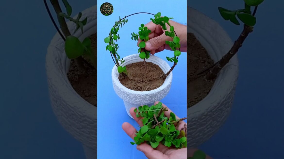 How to Make Jade Topiary #shorts #diy #garden #tips