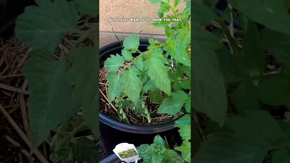 California Gardening: December Gardening Tips: Vertical Growing, Containers, Compost & More! December Gardening Tips: Vertical Growing, Containers, Compost & More!