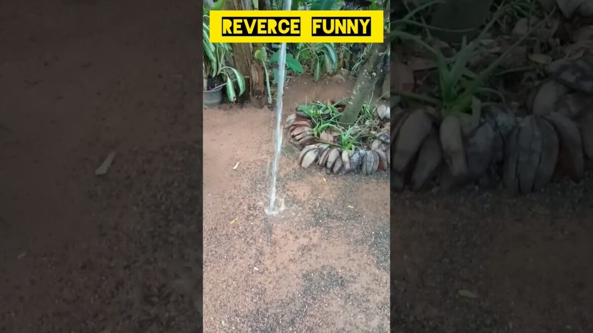 @The-Animation-Funny #shorts #funny #comedy #funcky #funnyvideo #india @The-Animation-Funny #shorts #funny #comedy #funcky #funnyvideo #india