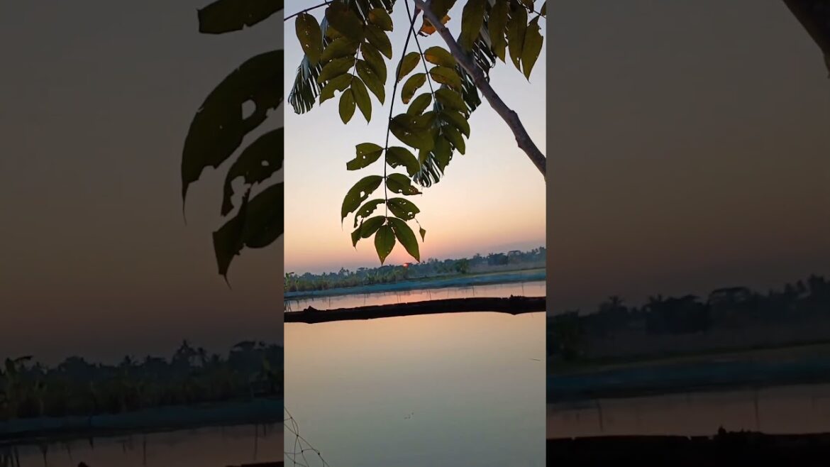 আমার বাগানের কিছু অসাধারণ দৃশ্য 🥰🥰🥰#shorts #beauty #nature #1million আমার বাগানের কিছু অসাধারণ দৃশ্য 🥰🥰🥰#shorts #beauty #nature #1million