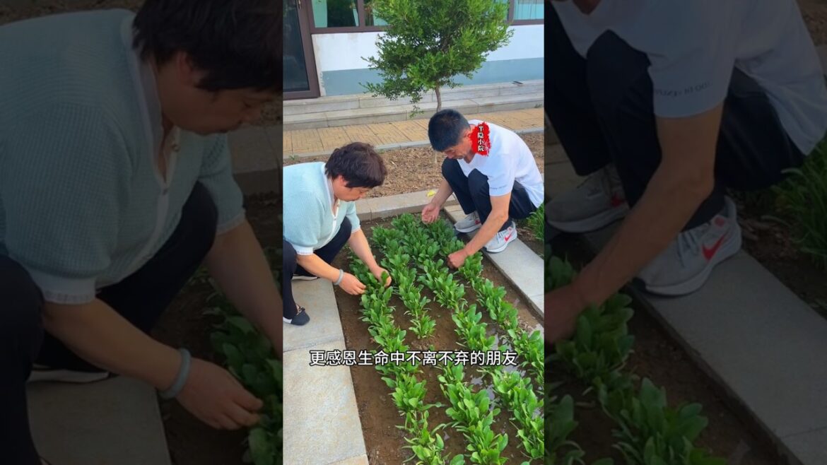 I went back to my hometown to grow vegetables. In this quiet yard, I found a place for my soul,
