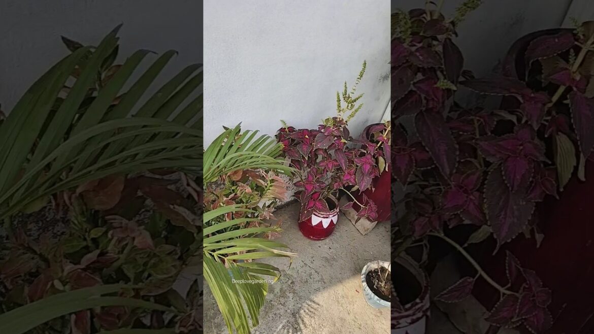 Terrace Gardening Trends😲😮 #trending #viralshort