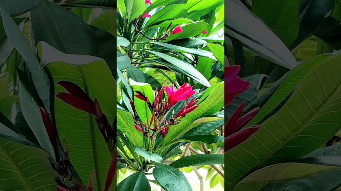 Tips For Champa Plant | How To Care Champa #shorts #shortvideo #gardening #garden Tips For Champa Plant | How To Care Champa #shorts #shortvideo #gardening #garden