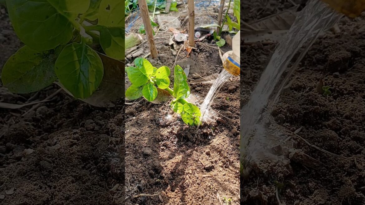 Malabar spinach Not west #gardening
