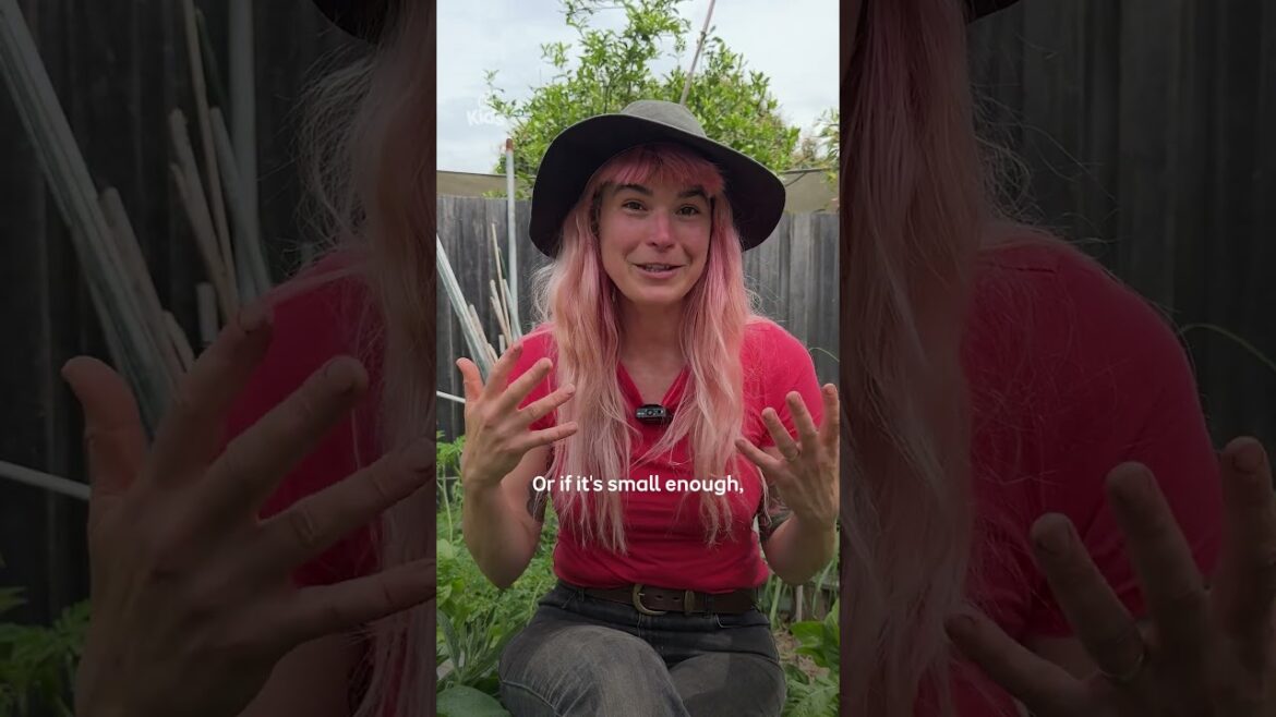 Christmas Tree Tips! | Gardening Australia #GardeningAustraliaJr @abckids