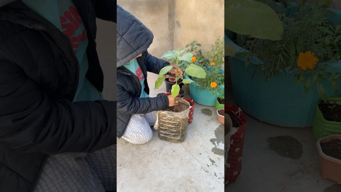 Eggplant Repotting 🍆🪴 #shorts #eggplant#garden #youtubeshorts #shortsfeed