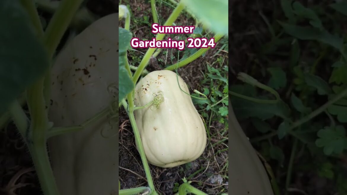 Master Summer Gardening: Tips & Techniques Master Summer Gardening: Tips & Techniques