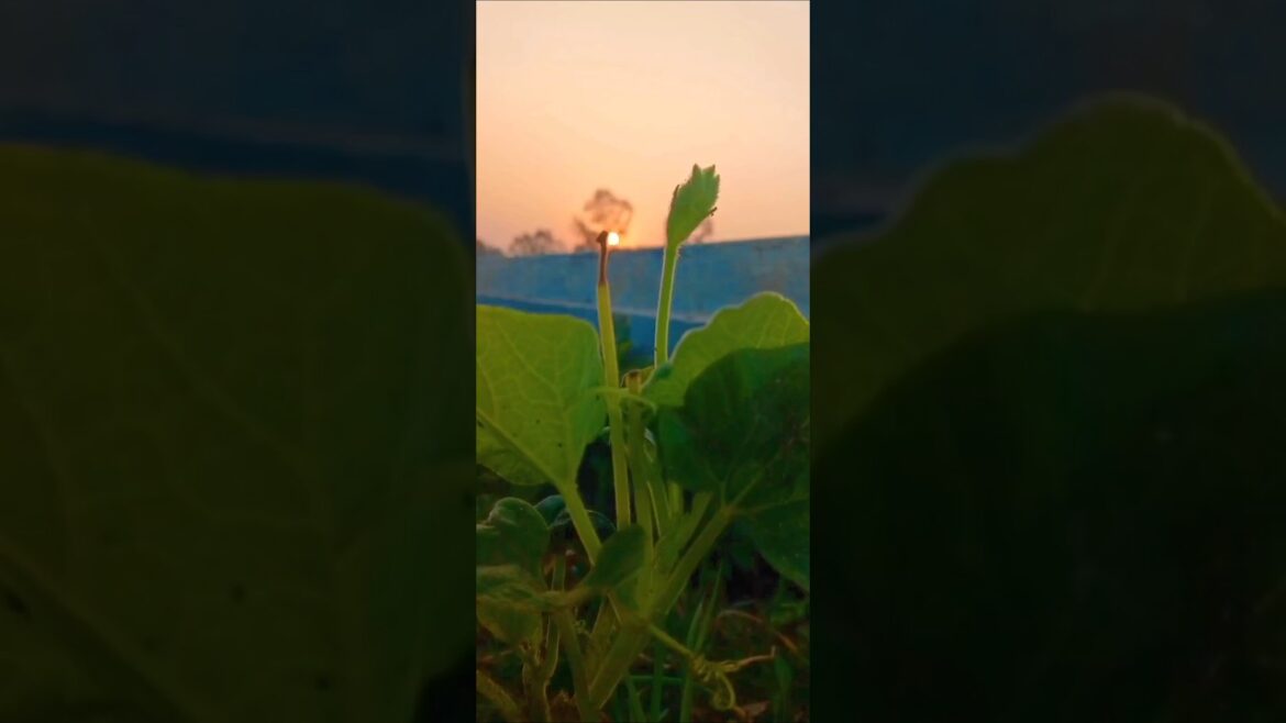 My winter vegetable gardening is growing well #shorts #viral #viralvideo #gardening #motivation #diy