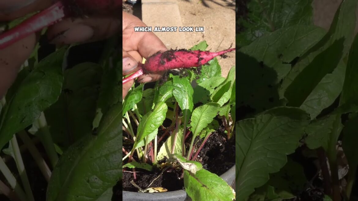 Grow & Harvest Salad Rose Radish in Containers: Easy Guide!