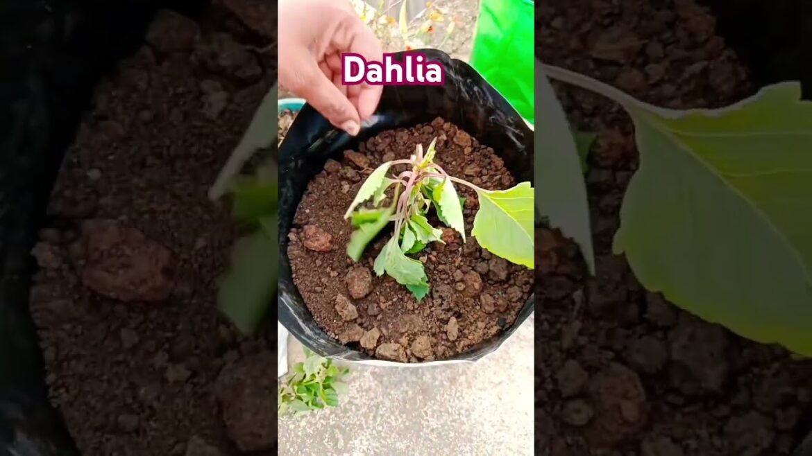 Mera mann#ytshorts #trendingshorts #dalia #flowers