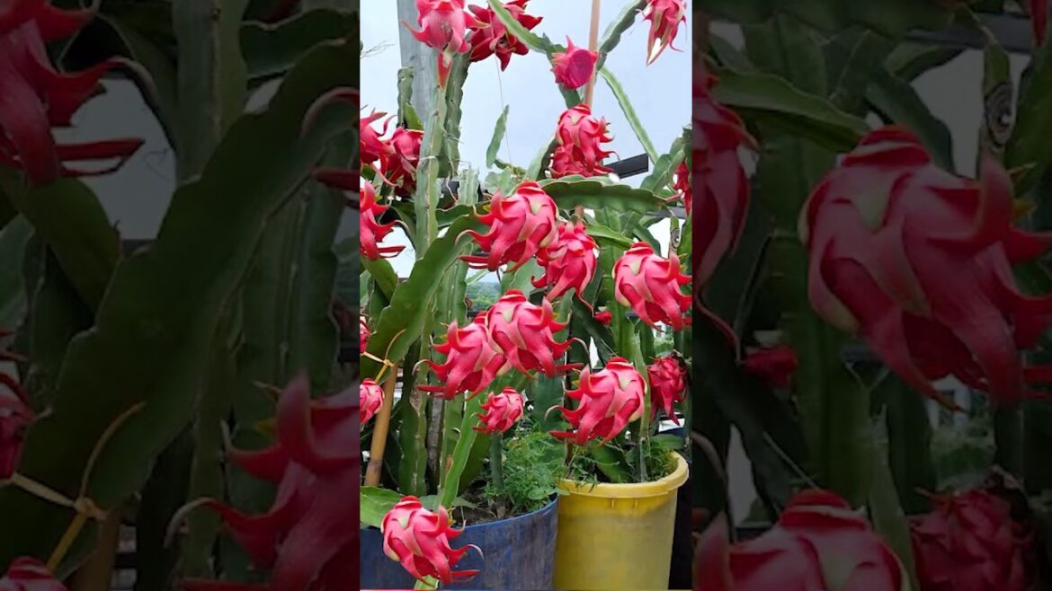 The Secret To Growing Dragon Fruit On The Terrace For A Lot Of Fruits, Fast Harvest #grow #short