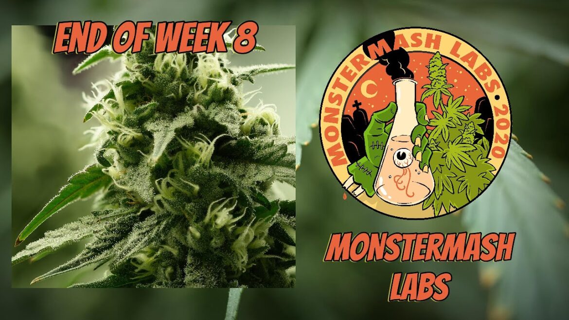 Grow Room Update - End of Week 8 - Garden update, Pulse + OpenSprinkler, and more!