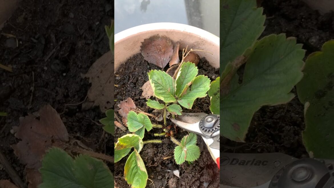 How to overwinter your Potted strawberry plants #gardening #garden #strawberry How to overwinter your Potted strawberry plants #gardening #garden #strawberry