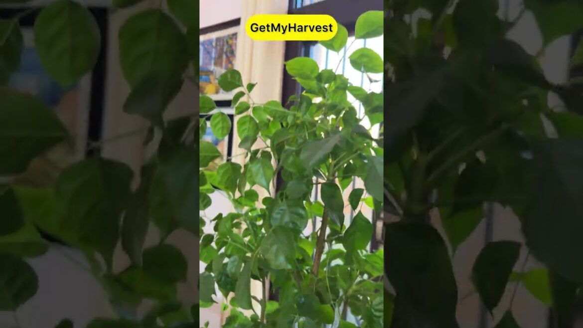 Plants that grow easily indoors | A room tour for your help #shorts