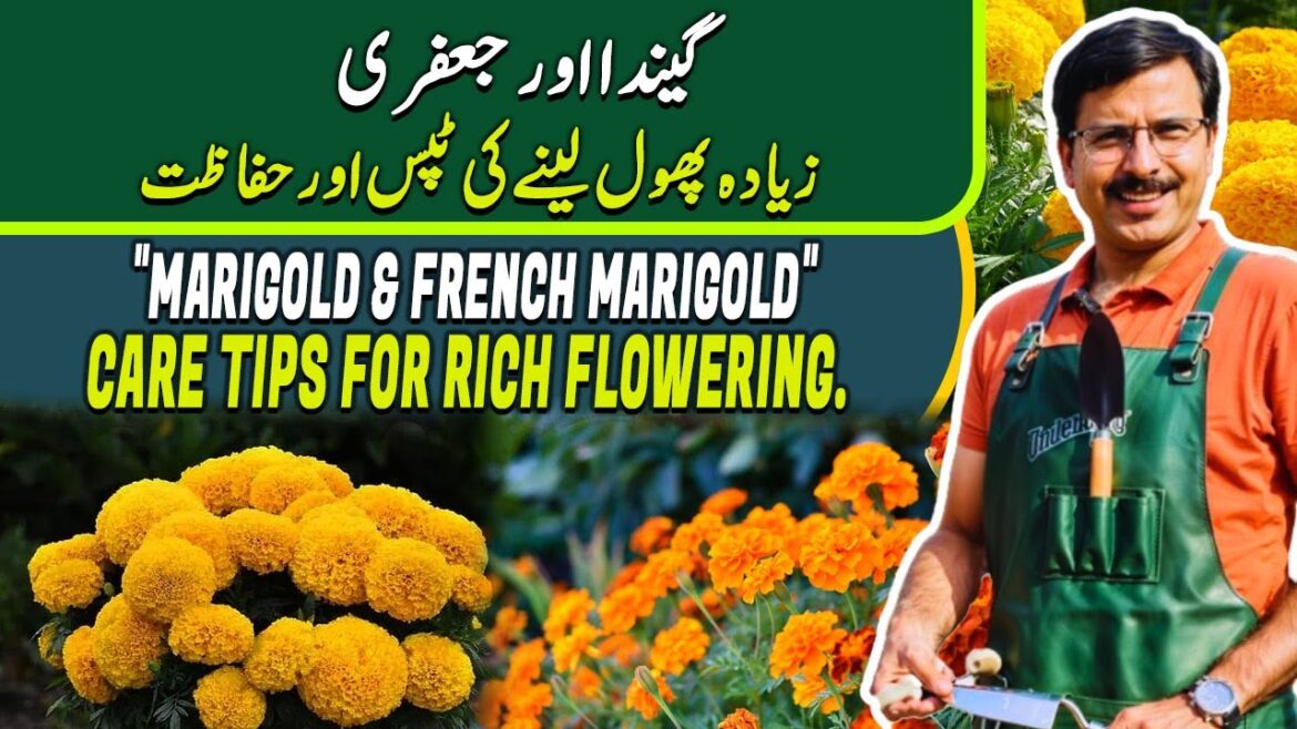 “MARIGOLD & FRENCH MARIGOLD” | Care Tips for rich flowering | Gardening With Javed Iqbal "MARIGOLD & FRENCH MARIGOLD" | Care Tips for rich flowering | Gardening With Javed Iqbal