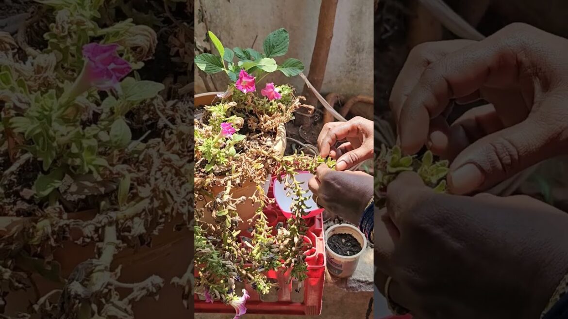 పెటునియా సీడ్స్ ఇలా తీసుకోవాలి #myterracegardentelugu #gardentips #seeds #gardeningideas #flowers