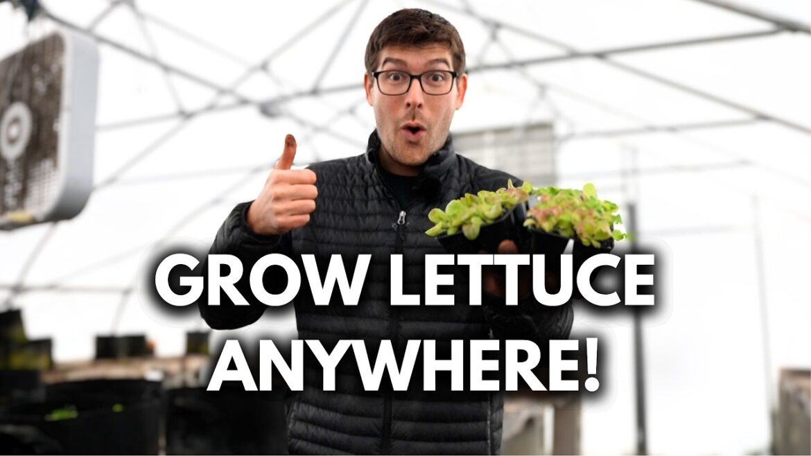 MIgardener: Never Buy Salad Greens EVER Again With These Tips! Never Buy Salad Greens EVER Again With These Tips!