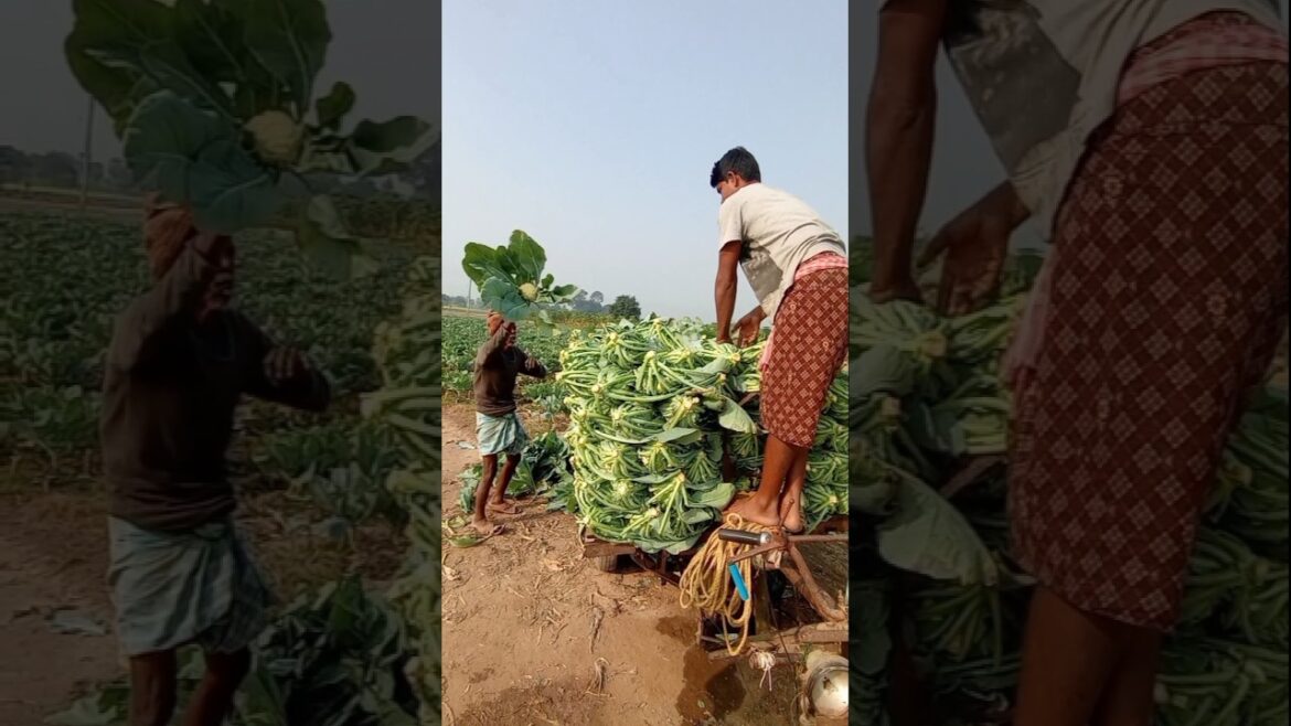 Cauliflower’s Incredible Journey: Harvest to Market! 🚜📦#shorts Cauliflower's Incredible Journey: Harvest to Market! 🚜📦#shorts