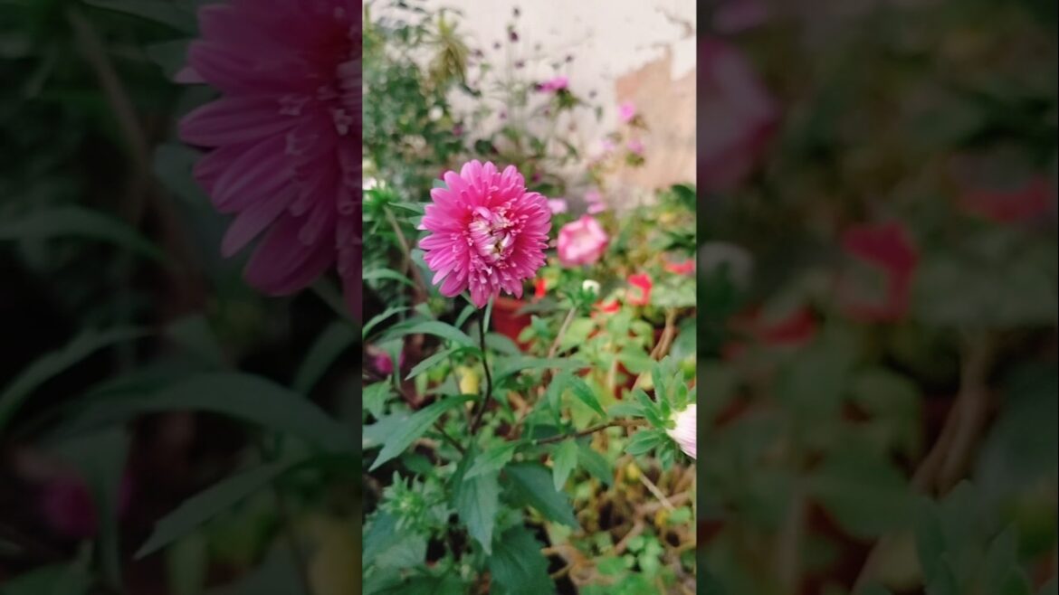 #beautiful #flowers #reels #garden #gardendesign