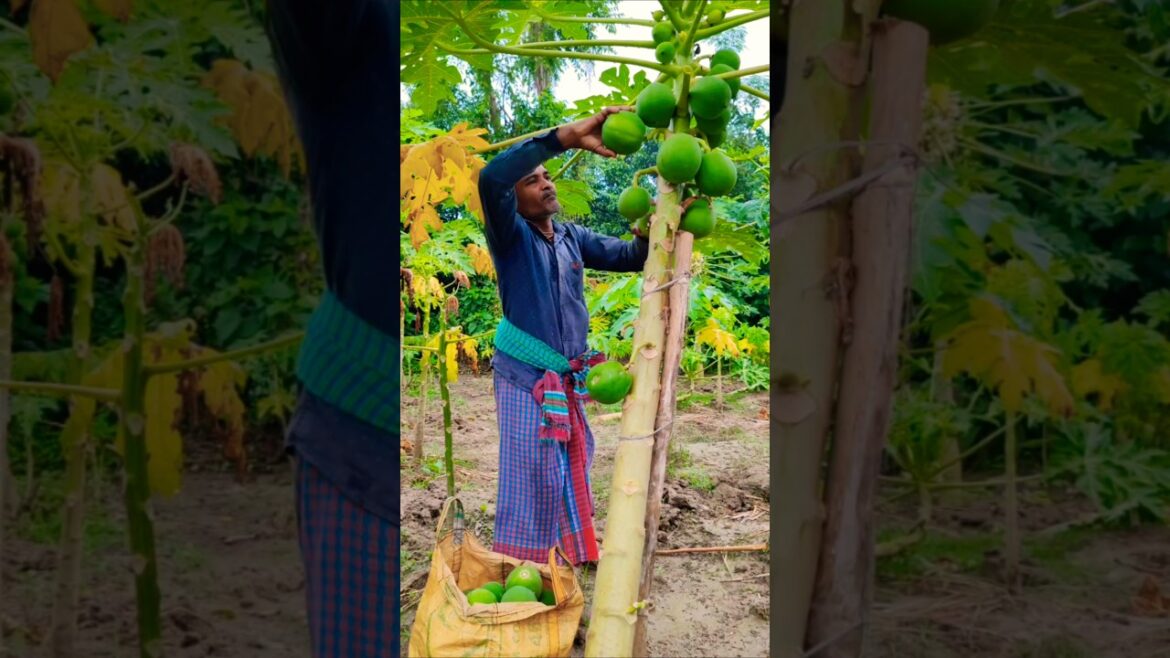 From Tree to Basket: Raw Papaya Harvest at Sunrise #shorts
