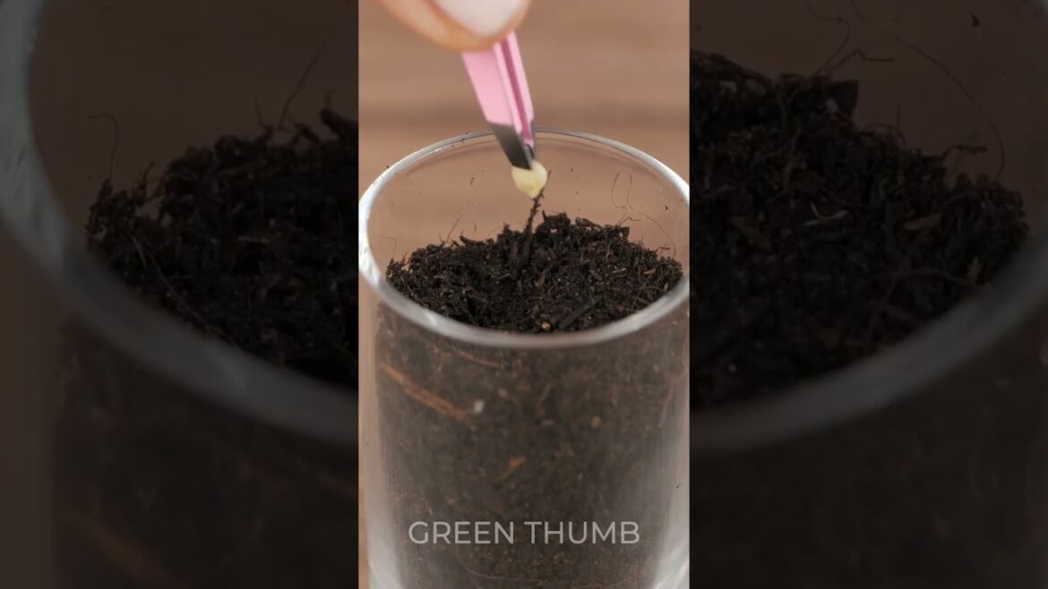 Use These Quick Tips for Thriving Indoor Plants!