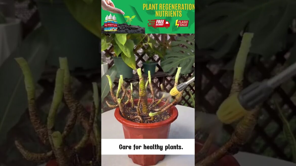 #22 The Plant Rebirth Elixir: A Quick and Effective Solution for Plant Recovery #22 The Plant Rebirth Elixir: A Quick and Effective Solution for Plant Recovery