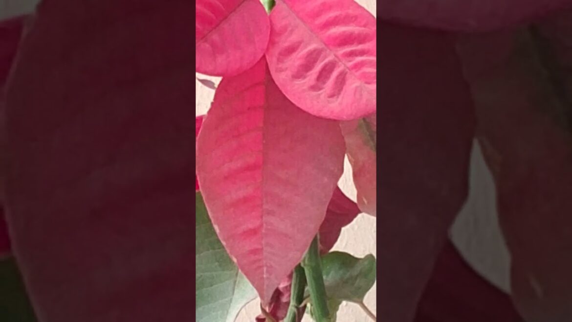 #shortsfeed#natureloverforlife #natureslover#nature #viral#trends#shorts#song#yotubeshorts